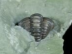 Enrolled Flexicalymene Trilobite In Matrix #5523-2